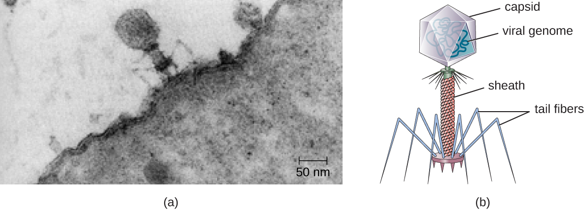 Figure a is an electron micrograph showing a virus on the surface of a bacterial cell. The virus has a large head region, a thick neck and thin spider-like legs attached to the bacterium. Figure b is a drawing that labels the outside of the head as the capsid with the viral genome inside. The neck as the sheath and the legs as tail fibers.