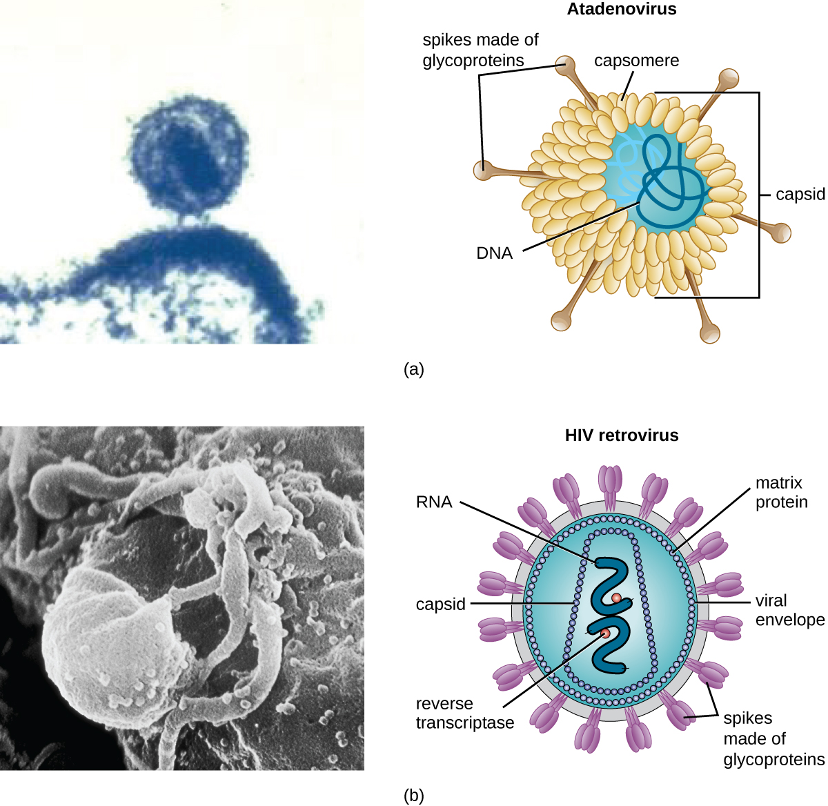 Part A shows a micrograph of atadenovirus, which looks like a wispy sphere that has a larger, flatter structure attached to the bottom. To the right of that is an illustration of the atadenovirus that labels capsomeres, capsids, DNA, and spikes made of glycoproteins. Part B shows the enveloped human immunodeficiency virus in black and white. To the right is an illustration that labels the matrix protein, viral envelope, spikes made of glycoproteins, reverse transcriptase, capsids, and RNA.