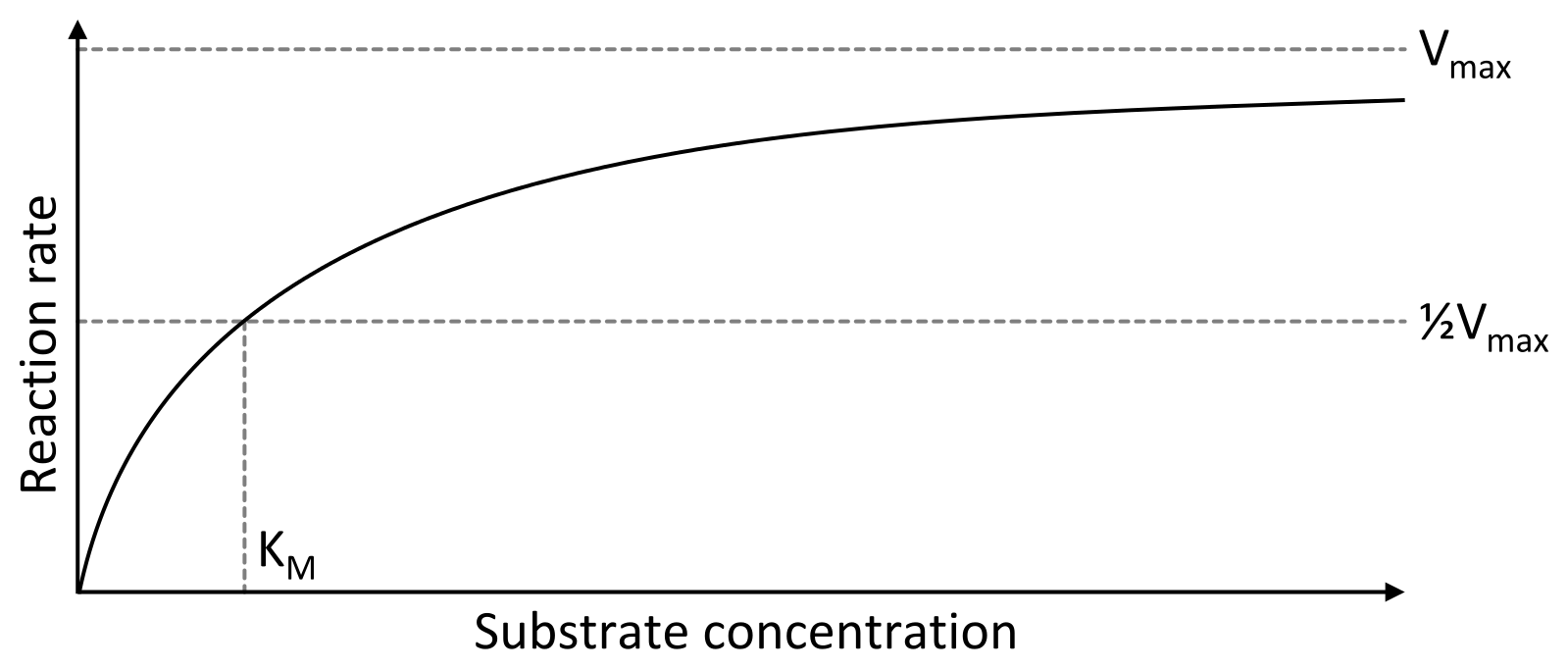 Saturation curve for an enzyme reaction showing the relation between the substrate concentration and reaction rate.