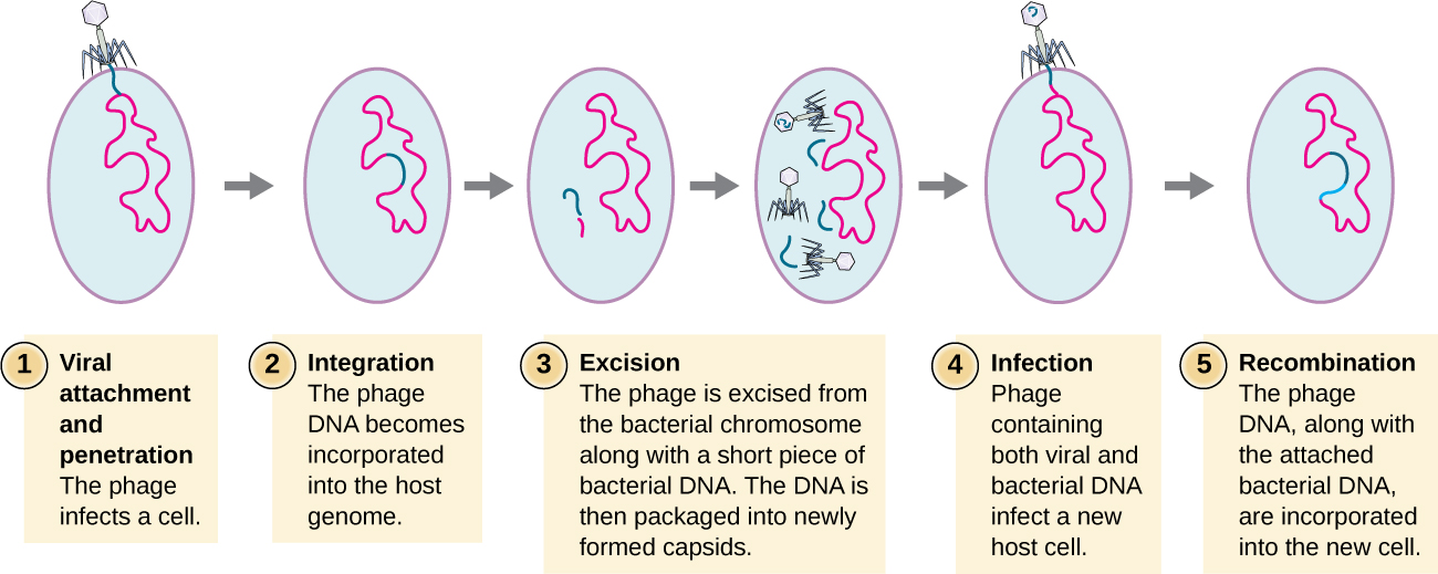 The steps of specialized transduction. Step 1 is viral attachment and penetration. This is when the phage infects a cell. This shows the virus sitting on the outside of a cell and injecting DNA into the cell. Step 2 is integration when the phage DNA becomes incorporated into the host genome. Step 3 is excisionwhen the phage is excised from the bacterial chromosomes along with a short piece of bacterial DNA. The DNA is then packaged into newly formed capsids. When the virus particles are assembled the DNA contains both viral and host segments. Step 4 is infection when the phage contains both viral and bacterial DNA infects a new host cell. Step 5 is recombination when the phage DNA along with the attached bacterial DNA are incorporated into a new cell. The image shows a new bacterial cell with virus DNA as well as other bacterial DNA in its genome.