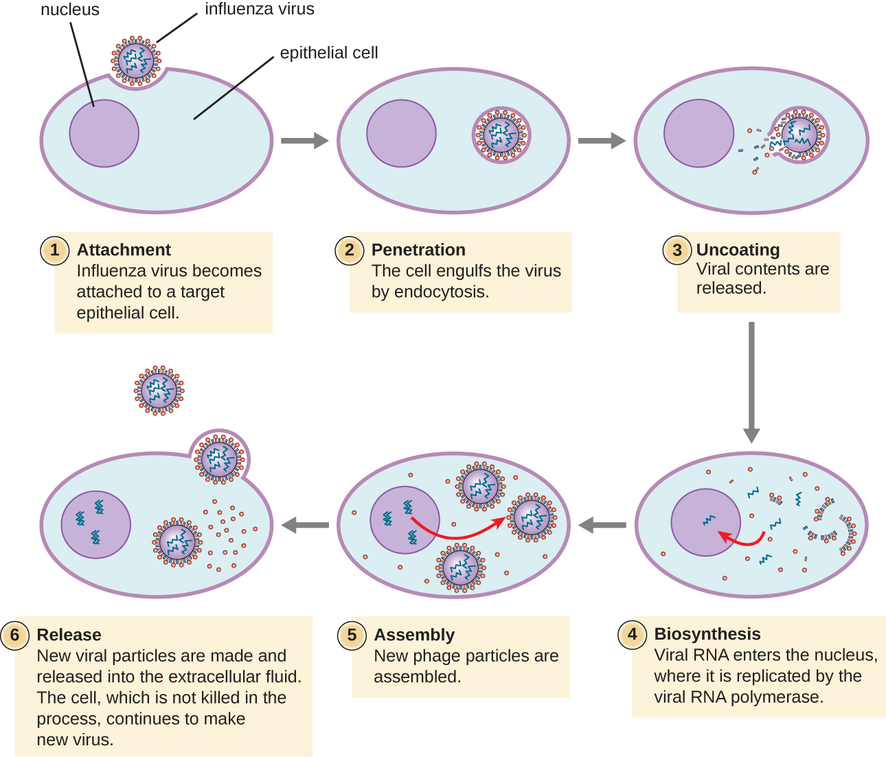 Steps of influenza infection. Step 1 is attachment when the influenza virus becomes attached to a target epithelial cell. This image shows a spherical virus binding to the surface of a host cell. Step 2 is penetration when the cell engulfs the virus by endocytosis; this shows the virus within a vacuole. Step 3 is uncoating when the viral contents are released; the image shows the virus being released from the vacuole. Step 4 is biosynthesis when the viral RNA enters the nucleus where it is replicated by RNA polymerase. Step 5 is assembly when the new phage particles are assembled. Step 6 is release when new viral particles are made and released into the extracellular fluid. The cell, which is not killed in the process continues to make new viruses.