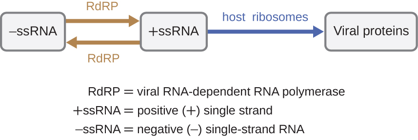Viruses with −ssRNA (negative single-stranded RNA) use RdRP (viral RNA-dependent RNA polymerase) to make +ssRNA (positive single stranded RNA). RdRP can also be used to covert +ssRNA to −ssRNA. +ssRNA uses host ribosomes to make viral proteins.