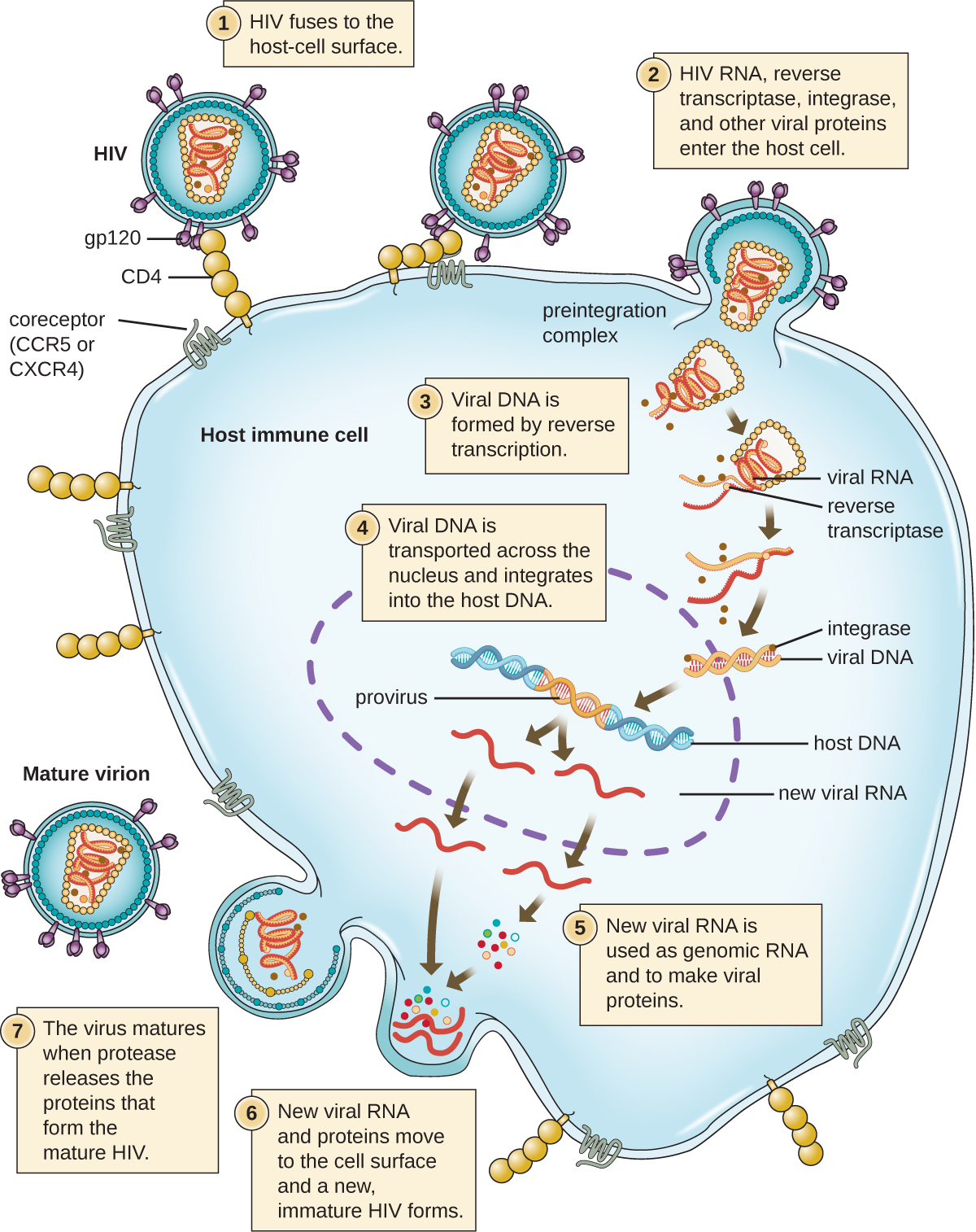 The HIV viral cycle. Step 1: the HIV fuses to the host-cell surface. Specifically, the gp120 proteins on the surface of the virus binds to the CD4. This then binds to a smaller coreceptor (CCR5 or CXCR4). Step 2: HIV RNA, reverse transtriptase, integrase, and other viral proteins enter the host cell. The virus is brought into the host cell and uncoated; both viral RNA and reverse transcriptase are loosed into the cell. Step 3: Viral DNA is formed by reverse transcription. Step 4: Viral DNA is transported across the nucleus and integrates into the host DNA. Integrase found on the viral DNA. The viral DNA in the host DNA is called provirus. Step 5: New viral RNA is used as genomic RNA and to make viral proteins. New viral RNA strands are made and leave the nucleus. Step 6: New viral RNA and proteins move to the cell surface and a new immature HIV forms. The viral is assembled in an outbulging of the host cell. Step 7: The virus matures when protease releases the proteins that form the mature HIV. Mature virion is released.