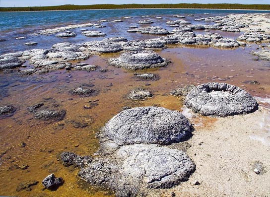 Photo A depicts round colonies of blue-green algae. Each algae cell is about 5 microns across. Photo B depicts round fossil structures called stromatalites along a watery shoreline.