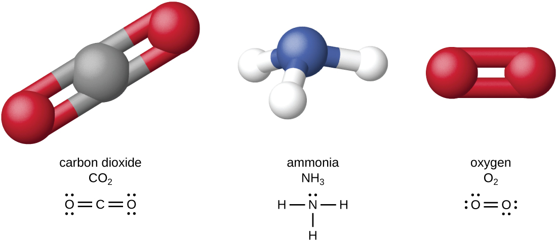 Carbon dioxide (CO2) has a carbon atom in the center. This carbon atom is double bonded to an oxygen on the left and another oxygen on the right. Ammonia NH3 has a nitrogen attached to 3 hydrogen atoms. Oxygen (O2) has two oxygen atoms double bonded to each other.