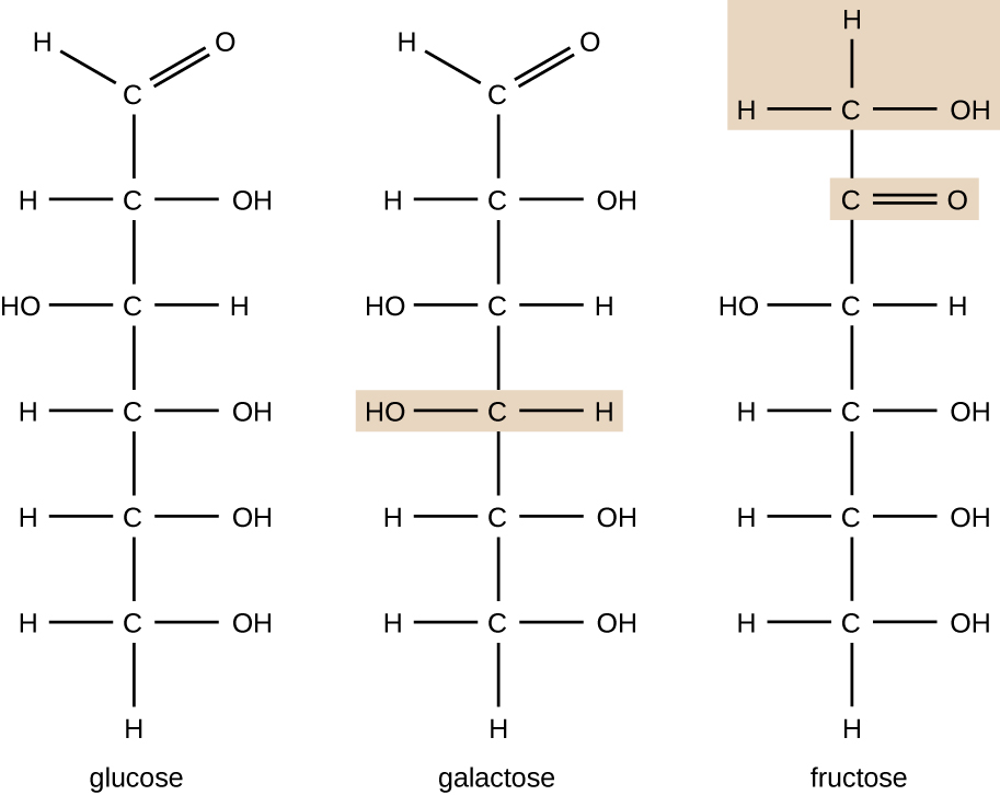 The chemical formula for glucose is 6 C's in the chain. The top C has a double bonded O. The next C has an OH on the right, the next C has an OH on the left, and the last 3 Cs have OHs on the right. The chemical formula for galactose is 6 Cs in a chain. The top C has a double bonded O, the next C has an OH on the right, the next 2 Cs have OHs on the left, and the last 2 Cs have OHs on the right. The chemical formula for fructose also has 6 Cs in a chain. The top C has an OH on the right. The next C has a double bonded O to the right. The next C has an OH to the left. The last 3 Cs have OHs to the right. All other bonds on these molecules are to Hs.