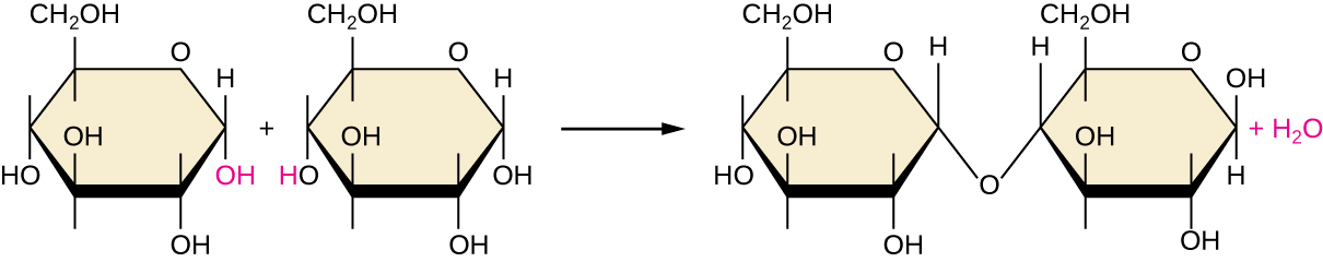 A diagram showing dehydration synthesis. On the left are two glucose molecules. The OH attached to carbon 1 in the first molecule is red; as is the H attached to the O on carbon 4 in the second molecule. An arrow points to a new molecule that is missing the red OH and H from the previous image. In their place, the O that was attached to the H on carbon 4 is now also attached to carbon 1 of the other molecule.