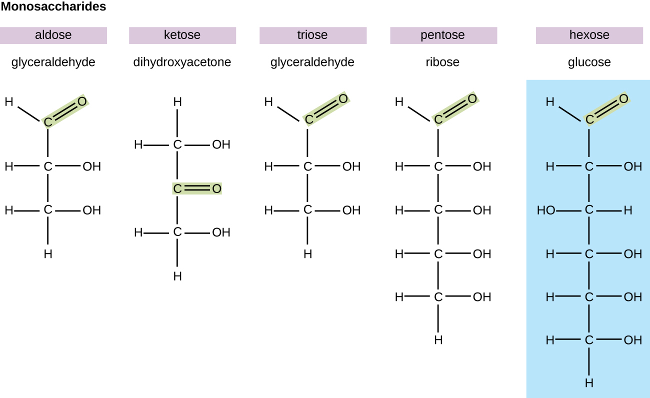 Diagrams of various monosaccharides. Glyceraldehyde is an aldose because it has a double bonded O attached to an end carbon. Dihydroxyacetone is a ketose because it has a double bonded O attached in the center of the chain. Glyceraldehyde is a triose because it has 3 carbons. Ribose is a pentose because it has 5 carbons. Glucose is a hexose because it has 6 carbons.