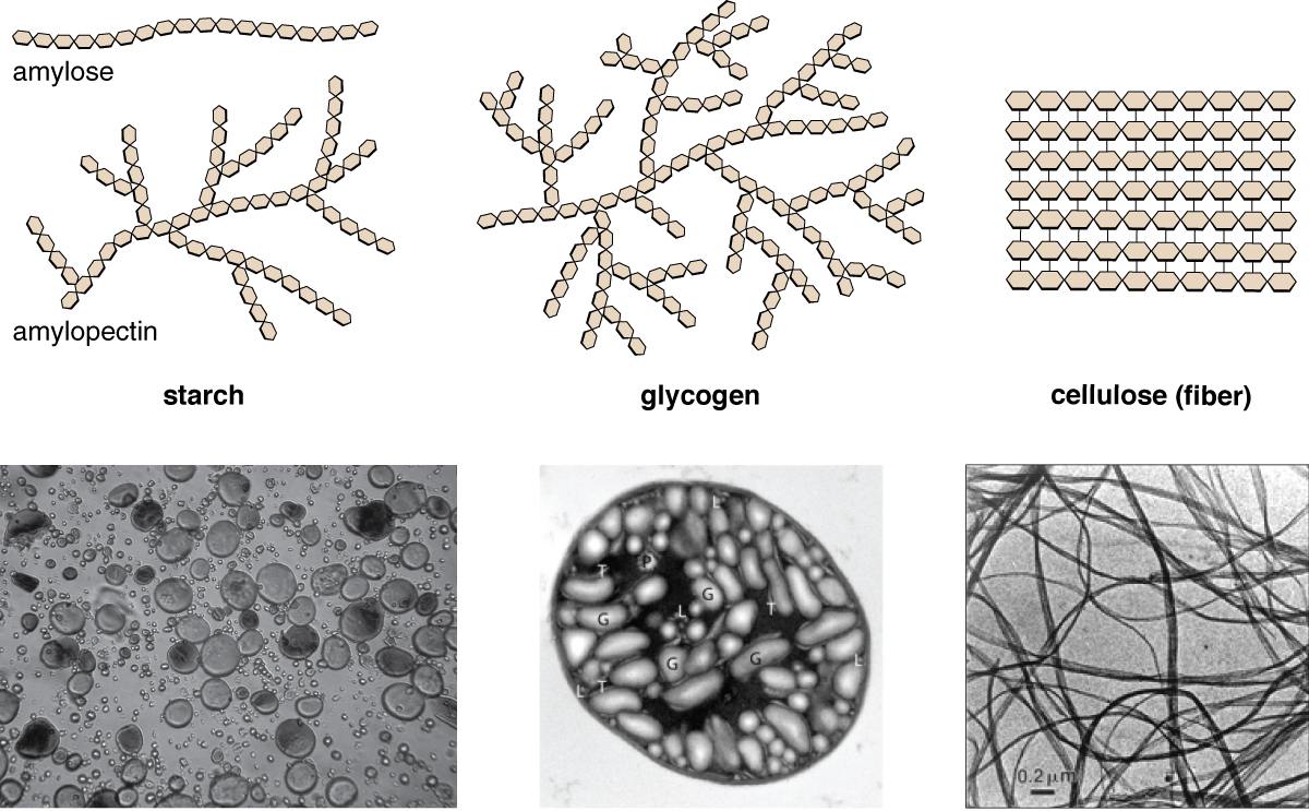 Amylose is a chain of hexagons. Starch is a branching chain of hexagons. Glycogen is a highly branching chain of hexagons. Cellulose (fiber) is many rows of hexagons attached into a flat square. Micrographs of starch look like water bubbles, glycogen look like ovals, and cellulose look like long strands.