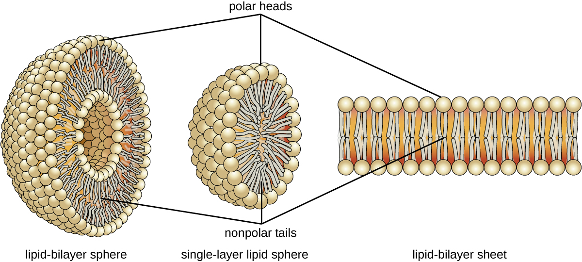 A lipid bilayer sheet is when there are 2 rows of phospholipids across each other forming a flat surface. The polar heads of all phospholipids are towards the outside of the sheet, and the nonpolar tails are towards the inside. This lipid-bilayer can also form a sphere. The lipid-bilayer forms the surface of the sphere; the  polar heads are on the outside of the sphere and lining the inside space of the sphere. Lipids can also form a single-layer sphere where the outside of the sphere is the polar heads and the nonpolar tails fill the center of the sphere.