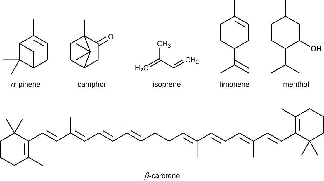 Alpha-pinene is a carbon ring with added carbon projections. Camphor is a carbon ring with added carbon projections and a double bonded oxygen on one carbon. Isoprene is a 4 carbon chain with another carbon attached to carbon 2. Limonene is a carbon ring with a carbon attached to one end and another carbon attached to the other end; this carbon has 2 carbons attached to it. Menthol is a carbon ring with a carbon attached to one end and another carbon attached to the other end; this carbon has 2 carbons attached to it. One more carbon corner has an OH group. Beta-carotene is two carbon rings attached by a long carbon chain.
