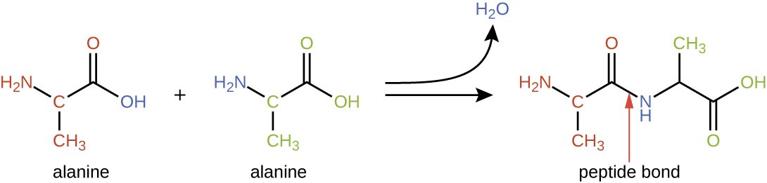 Alanine has a 3 carbon chain. The second carbon has NH2 attached and the third has a double bonded O.  When 2 alanines bond, the OH from one and the H from the NH2 of the other form water. The resulting molecule is two alanines linked by an NH.