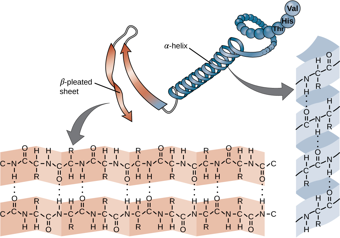 The secondary structure of a protein may be an α-helix or a β-pleated sheet, or both. A chain of spheres forms a spiral labeled alpha-helix. This chain also forms a ribbon that folds back and forth; this is labeled beta-pleated sheet. Closeups show that hydrogen bonds (dotted lines) between amino acids hold together these shapes.