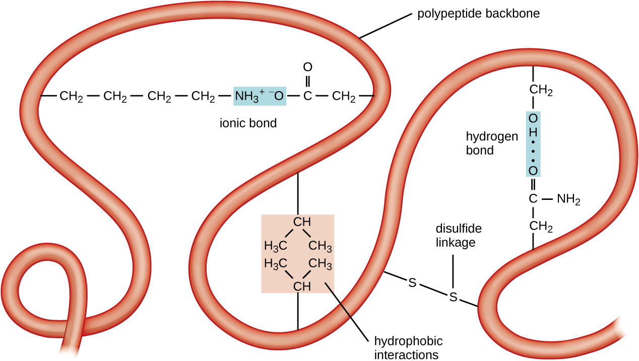 A long ribbon labeled polypeptide backbone. Loops of the ribbon are held in place by various types of chemical reactions. An ionic bond is when a positively charged amino acid and a negatively charged amino acid are attracted to each other. Hydrophobic interactions are when hydrophobic amino acids (containing only carbons and hydrogens) are clustered together. A disulfide linkage is when a sulfur of one amino acid is covalently bound to the sulfur of another amino acid. A hydrogen bond is when two polar amino acids are attracted to each other.