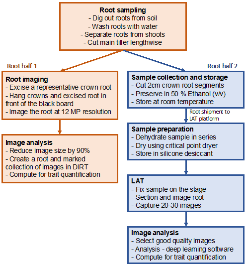 Flow chart of High-throughput Field Phenotyping Process. Text box at top-middle is titled Root sampling and contains bullet list of instructions. And arrow from this text box points to a section named Root half 1, left and below, with 1 text box named Root imaging and another text box below that named Image analysis. Both text boxes contain bullet lists of instructions. To the right and below the top text box (Root sampling) is another section named Root half 2. There are 4 text boxes below that section: Sample collection and storage, Sample preparation, LAT, Image analysis. Text boxes contain bullet lists of instructions.