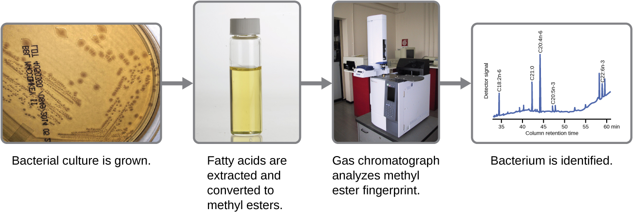 A flowchart. A bacterial culture is grown (image is of an agar plate). Then fatty acids are extracted and converted to methyl esters (image is of a test tube). Then gas chromatography analyzes methyl ester fingerprints (image is of a chromatography machine). Then bacteria are identified (image is of a graph). The X axis of the graph is column retention time. The Y axis is of detector signal. The line has various peaks.