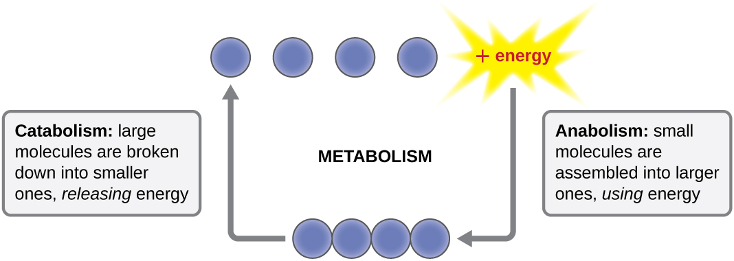 OSC_Microbio_08_01_metabolism.jpg