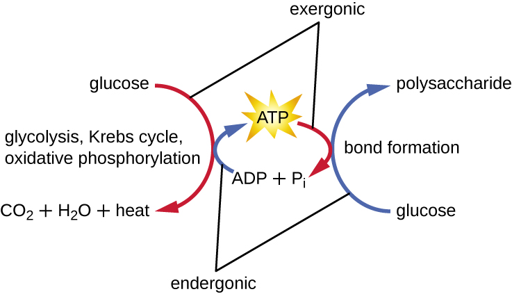 A diagram showing how ATP relates to both endergonic and exergonic reactions. Exergonic reactions such as the reaction that breaks glucose into carbon dioxide, water and heat is exergonic and builds ATP from ADP + Pi. This process involves glycolysis, Krebs cycle, and oxidative phosphorylation. Endergonic reactions, such as building glucose into polysaccharides (a process of bond formation) use the energy released when ATP is converted into ADP and P.