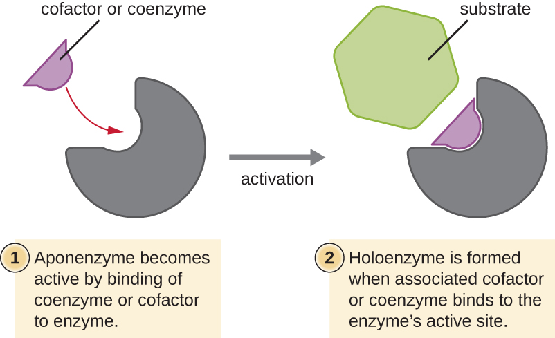 Diagram showing how a cofactor or coenzyme binds to the active site so that the shape of the active site is correct for binding the substrate. 1: apoenzyme becomes active by binding of the coenzyme or cofactor to enzyme. 2: Holoenzyme is formed when associated cofactor or coenzyme binds to the enzyme’s active site.