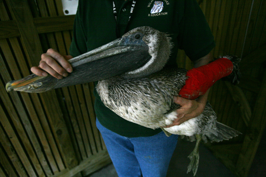 A rescue worker is holding a brown pelican with a broken wing wrapped in a red cast.