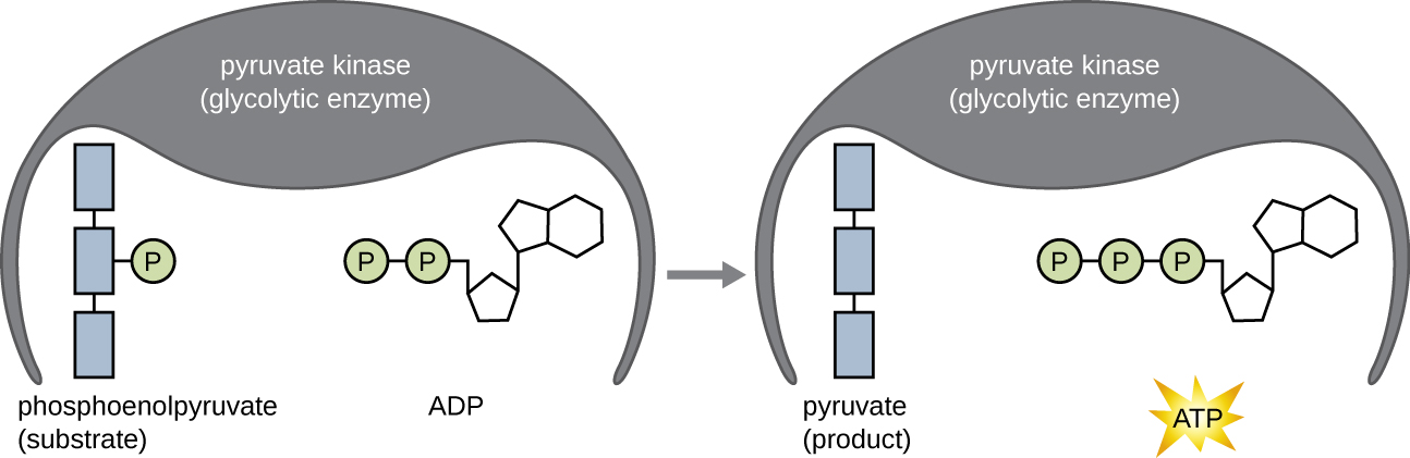 Enzyme ina substrates 2 amefungwa: ATP na substrate nyingine. Moja ya phosphates kutoka ATP huhamishiwa kwenye substrate nyingine.