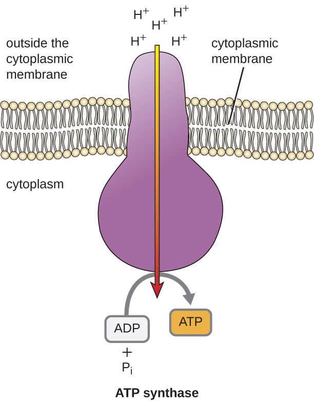 ATP synthase ni enzyme inayozunguka utando wa cytoplasmic. H+inapita kupitia protini hii kutoka nje ya membrane ya cytoplasmic ndani ya cytoplasm. Kwenye upande wa ndani wa protini, mtiririko huu wa H+ hutumiwa kujenga ATP kutoka ADP na Pi.