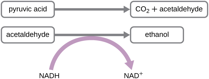 Pyruvic acid is converted to CO2 andacetaldehyde. Acetaldehyde is converted to ethanol; in this process NADH is converted to NAD+