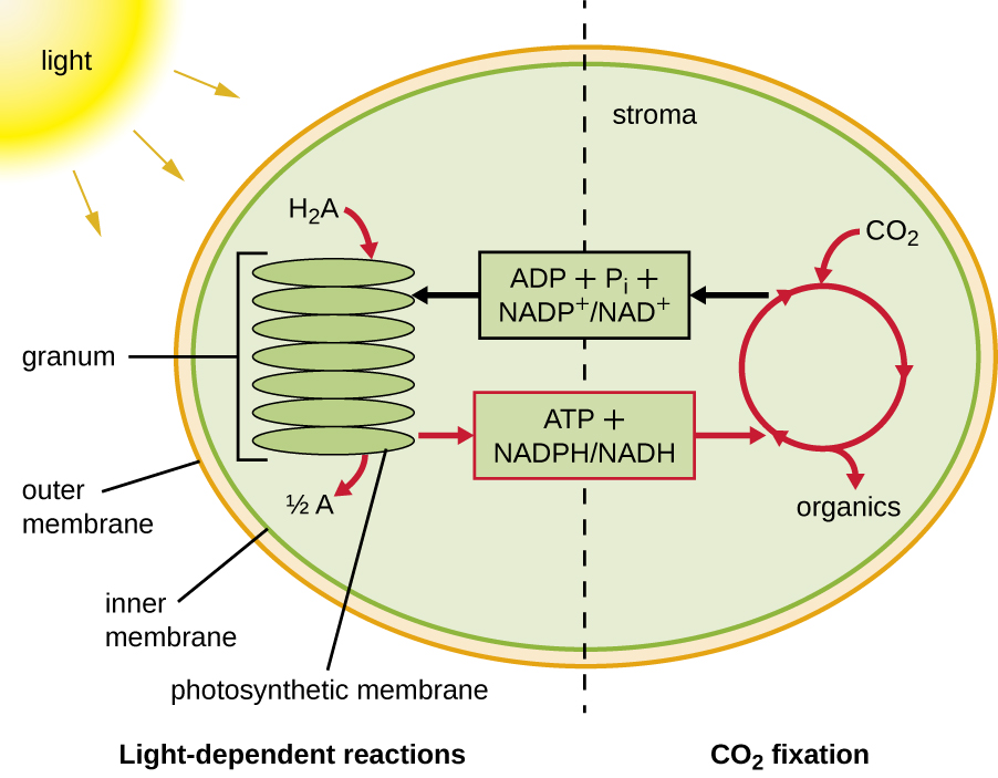 Diagram of photosynthesis showing a chloroplast divided into the light-dependent reactions and CO2 fixation. There is an outer membrane, an inner membrane and a stack of membranes labeled granum (these are photosynthetic membranes). Light strikes the granum and H2A is converted to ½ A. This process produces ATP + NADPH/NADH that is used in the CO2 fixation cycle. This cycle uses CO2 to produce organics. The CO2 cycle also produces ADP + Pi and NADP+ / NAD+ which are then used in the light-dependent reaction.