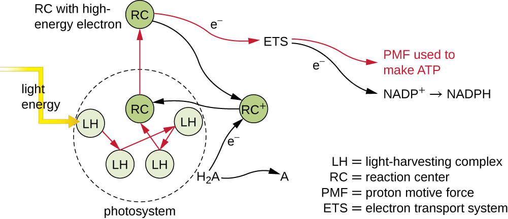 Light energy strikes LH (light-harvesting complex) in a photosystem. This energy is transferred to other LH & to RC (reaction center). This energy excites an electron in the RC, this electron then passes through an ETS (electron transport system) and the PMF (proton motive force) is used to MAKE ATP. The ETC aslo produces NADP which is converted to NADPH. The electron in the RC is replaced from H2A which is then converted to A.