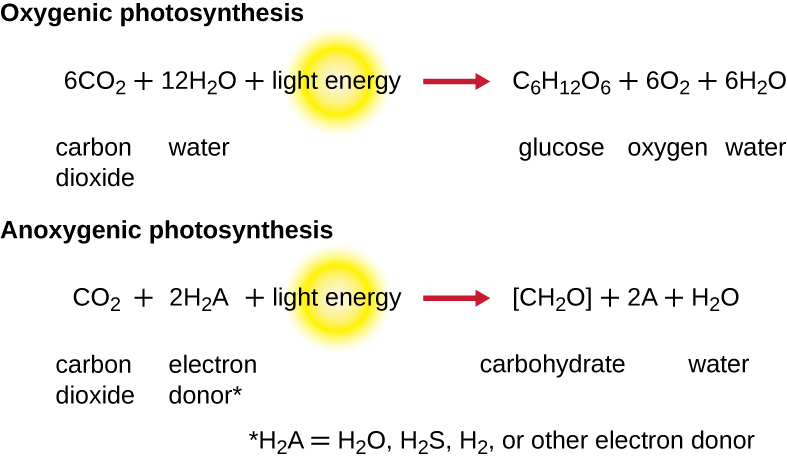 In oxygenic photosynthesis 6 carbon dioxide 12 water and light energy is converted to glucose, 6 oxygen, and 6 water. In anoxygenic photosynthesis carbon dioxide, 2H2A and light energy is converted to a carbohydrate and water. H2A = water, H2S, H2, or other electron donor.