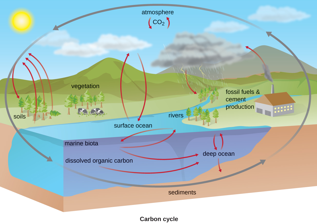 The carbon cycle. CO2 from the atmosphere moves into plants, soils, surface ocean, and rivers. From plants, the carbon moves back to the air. From the water, the carbon moves to marine biota, the deep ocean, and sediments. Carbon also moves back to the air from fossil fuel and cement production.