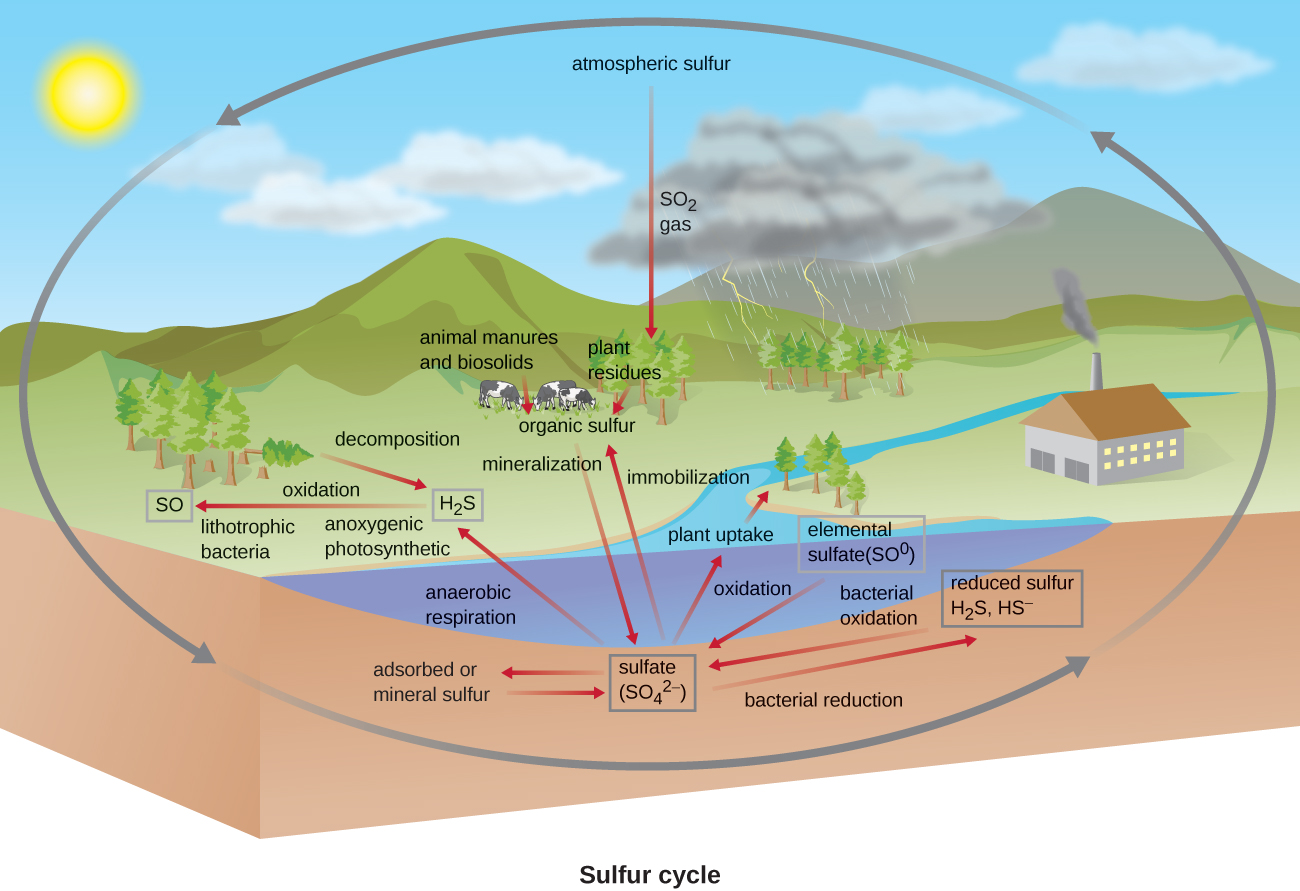 8.7: Biogeochemical Cycles - Biology LibreTexts sulfur cycle diagram explanation 