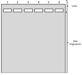 5.3: DNA Gel Electrophoresis - Biology LibreTexts