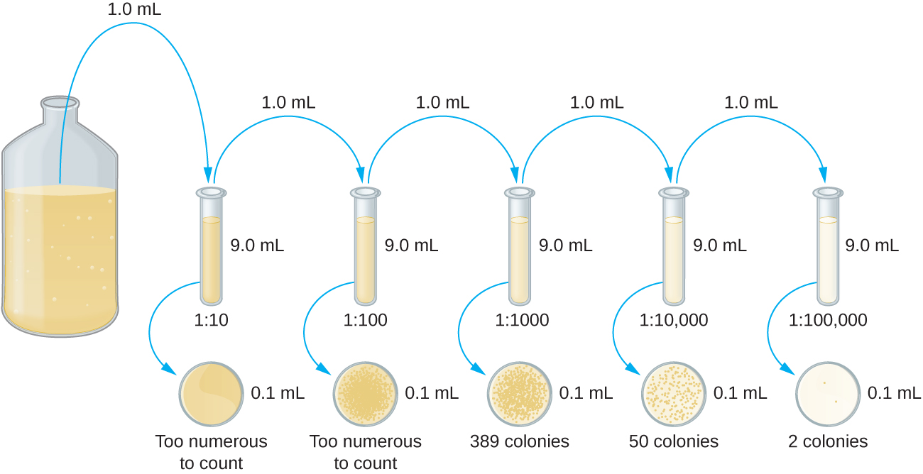 Diagrama de dilución en serie. Un vaso grande a la izquierda contiene una solución oscura. De este vaso de precipitados se mueve 1 ml a un tubo que contiene 9 ml de caldo. Este tubo tiene una dilución de 1:10 y es de color más claro que el vaso original. Una muestra de 0.1 ml de este tubo se coloca en una placa de agar; las colonias son demasiado numerosas para contarlas. De este tubo se saca 1 ml y se coloca en un tubo que contiene 9 ml de caldo. Este tubo ahora tiene una dilución de 1:100 del vaso de precipitados original y es aún más claro en color. Se coloca 0.1 ml en una placa de agar y las colonias siguen siendo demasiado numerosas para contarlas. Se toma 1 ml de este tubo y se coloca en otro tubo que contiene 9 ml de caldo. Esta es ahora una dilución de 1:1000 del vaso de precipitados original y el tubo es más ligero que el anterior. De este tubo se saca 0.1 ml y se coloca en una placa de agar; hay 389 colonias. Se saca 1 ml de este tubo y se coloca en otro tubo que contiene 9 ml de caldo. Esta es ahora una dilución de 1:10 ,000 del vaso de precipitados original y este tubo es aún más ligero que el anterior. De este tubo se saca 0.1 ml y se coloca en una placa de agar; hay 50 colonias. Se saca 1 ml de este tubo y se coloca en un tubo que contiene 9 ml de caldo. Esta es una dilución de 1:100 ,000 del vaso de precipitados original y este es el tubo más ligero de todos. De este tubo se toman 0.1 ml y se colocan en una placa de agar; hay 2 colonias.