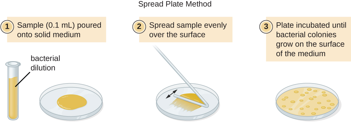 A diagram of the spread plate method. Step 1 – a sample (0.1 ml) from a bacterial dilution is poured onto a solid medium. Step 2 – the sample is spread evenly over the surface. Step 3 – the plate is incubated until bacterial colonies grow on the surface of the medium.