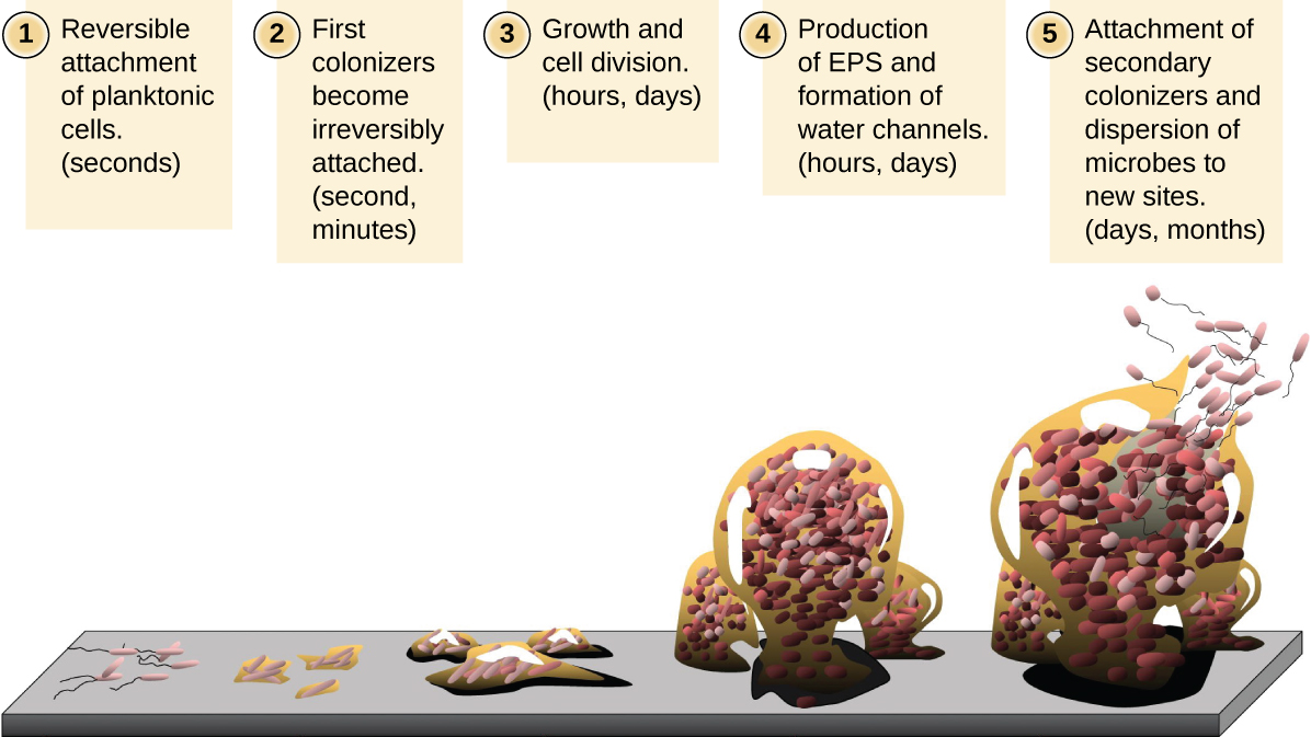 Diagram of the formation of a biofilm. Step 1 – the reversible attachment of planktonic cells (seconds). This is shown as a few cells with flagella attaching to a surface. Step 2 – the first colonizers become irreversibly attached (seconds to minutes). This is shown as small clusters of cells on the surface. Step 3 – Growth and cell division (hours, days). This is shown as larger clusters on the surface. Step 4 – Production of EPS and formation of water channels (hours, days). This is shown as very large clusters. Step 5 – Attachment of secondary colonizers and dispersion of microbes to new sites (days, months). This is shown as small flagellated cells leaving from the very large cluster.