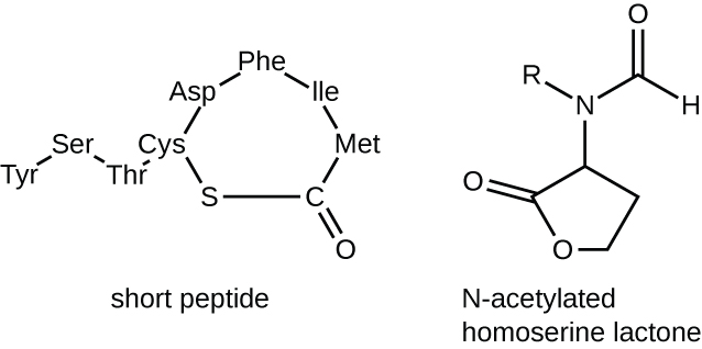 The short peptide has the following amino acids in a chain: tyr, ser, thr, cys, asp, phe, ile, met. Attached to the cys is an S, attached to the S is a C which also attaches to the met. The C also has a double bonded O. The N-acetylated homoserine lactone has a pentagon with an O on the bottom left corner and a double bonded O attached to the left corner. The top corner is attached to an N which is attached to an R and a C. The C is double bonded to an O and also has an H.