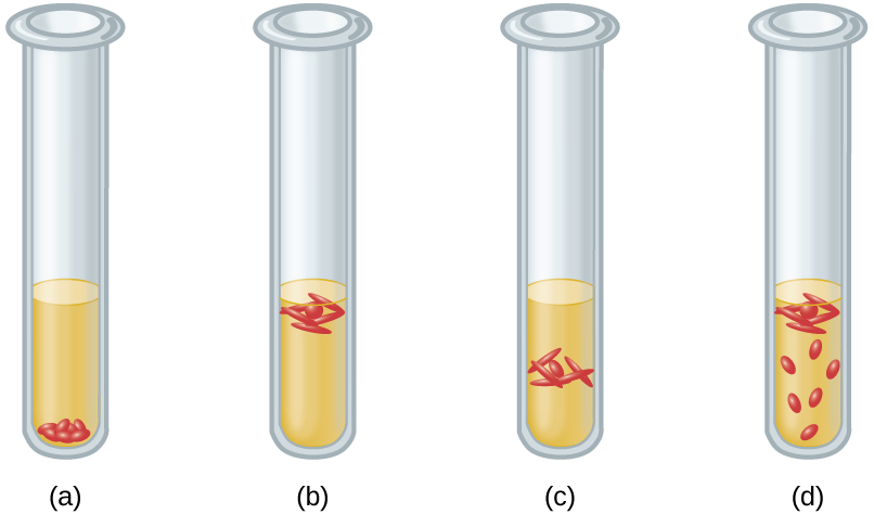 A) Cells are all at the bottom of the tube. b) Cells are all at the top of the tube. C) Cells are all just under the top of the tube. D) Cells are throughout the tube but more prominent at the top.