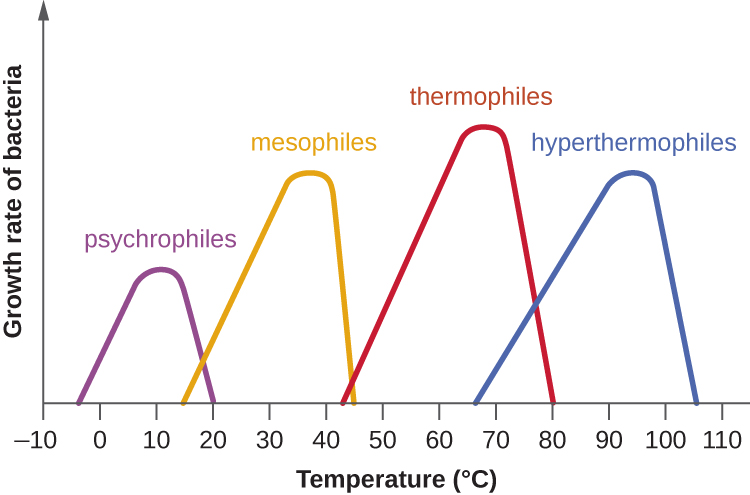A graph with temperature (°C) on the X axis and growth rate of bacteria on the Y axis. The first bell curve is labeled psychrophile an peaks at 10°; it drops to 0 at -5 and 20°C. The next bell curve is labeled mesoophile an peaks at 35°; it drops to 0 at 15 and 45°C. The next bell curve is labeled thermophile an peaks at 65°; it drops to 0 at 45 and 80°C. The final bell curve is labeled hyperthermophile an peaks at 90°; it drops to 0 at 65 and 105°C.