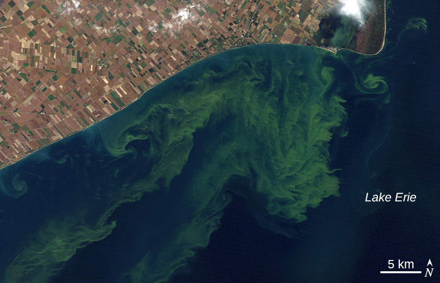 An aerial photo of green swirls in the water of lake Erie.