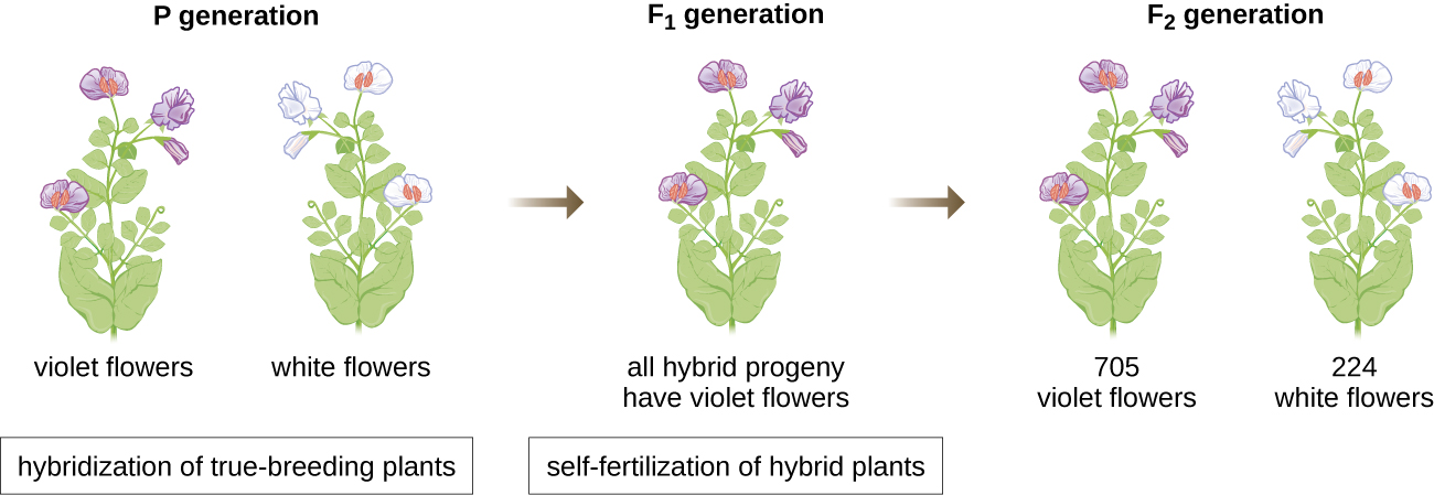Diagram of  flower genetics. In the P generation are violet flowers and white flowers. Hybridization of true-breeding plants produces the F1 generation which has all hybrid progeny and violet flowers. Self-fertilization of hybrid plants produces the F2 generation which has 705 violet flowers and 224 white flowers.