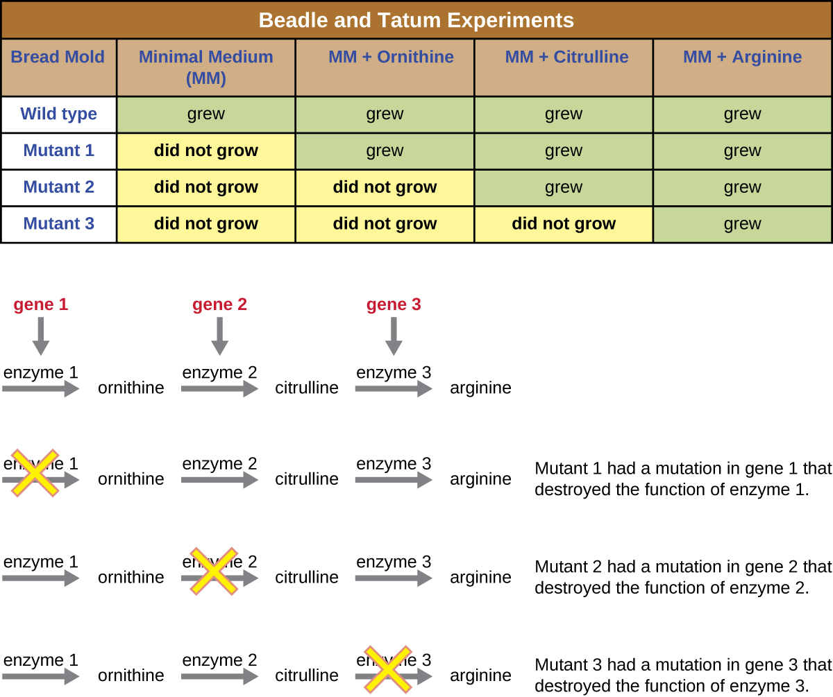 The table at the top is labeled Beadle and Tatum Experiments and shows the growth pattern of 4 different spores. The wild type spore grew on minimal medium (MM), MM + Ornithing, MM + Citruline and MM + Arginine. Mutant 1 did not grow on MM but did grow on MM + Ornithing, MM + Citruline and MM + Arginine. Mutant 2 did not grow on MM or  MM + Ornithing but did grow on  MM + Citruline and MM + Arginine. Mutant 3 did not grow on MM, MM + Ornithing, or MM + Citruline but did grow on MM + Arginine.  Underneath the table is a diagram that explains these results. The top diagram shows a pathway where gene 1 produces enzyme 1 and enzyme 1 produces ornithine. Gene 2 produces enzyme 2 which converts ornithine to citruline. Gene 3 produces enzyme 3 which converts citruline to arginine. Mutant 1 had a mutation in gene 1 that destroyed the function of enzyme 1, so one of the amino acids are produced. Mutant 2 had a mutation in gene 2 that destroyed the function of enzyme 2. So, Ornithine is still produced but citruline and arginine are not. Mutant 3 had a mutation in gene 3 that destroyed the function of enzyme 3. So, ornithine and citruline are produced but arginine is not.