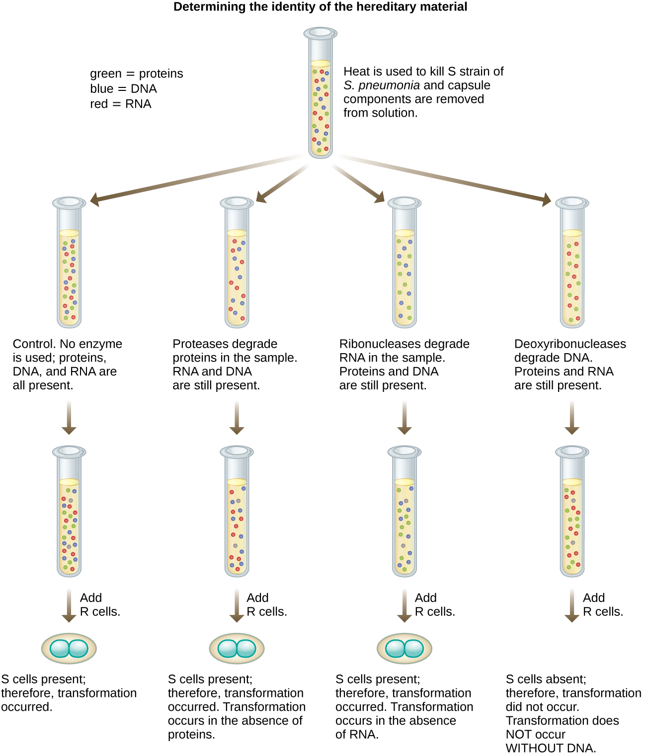 A diagram of Avery, MaLeod and McCarty’s experiment: Determining the identity of the hereditary material. Heat is used to kill S strain of S. pneumonia and capsule components are removed from solution. This produes a solution with DNA, RNA and proteins. This solution is then placed into 4 tubes. In the control, no enzymes are used so DNA, RNA, and proteins are all present. R cells are then added and S cells are found because transformation occurred. In the next experiment proteases degrade proteins in the sample, leaving DNA and RNA. R cells are added and S cells are found. Therefore, transformation occurred in the absence of proteins. In the next experiment ribonucleases degrade RNA in the sample, leaving DNA and proteins. R cells are added and S cells are found. Therefore, transformation occurred in the absence of RNA. In the final experiment deoxyribonucleases degrade DNA in the sample, leaving proteins and RNA. R cells are added and S cells are not found. Therefore, transformation does not occur without DNA. DNA is necessary for transformation.