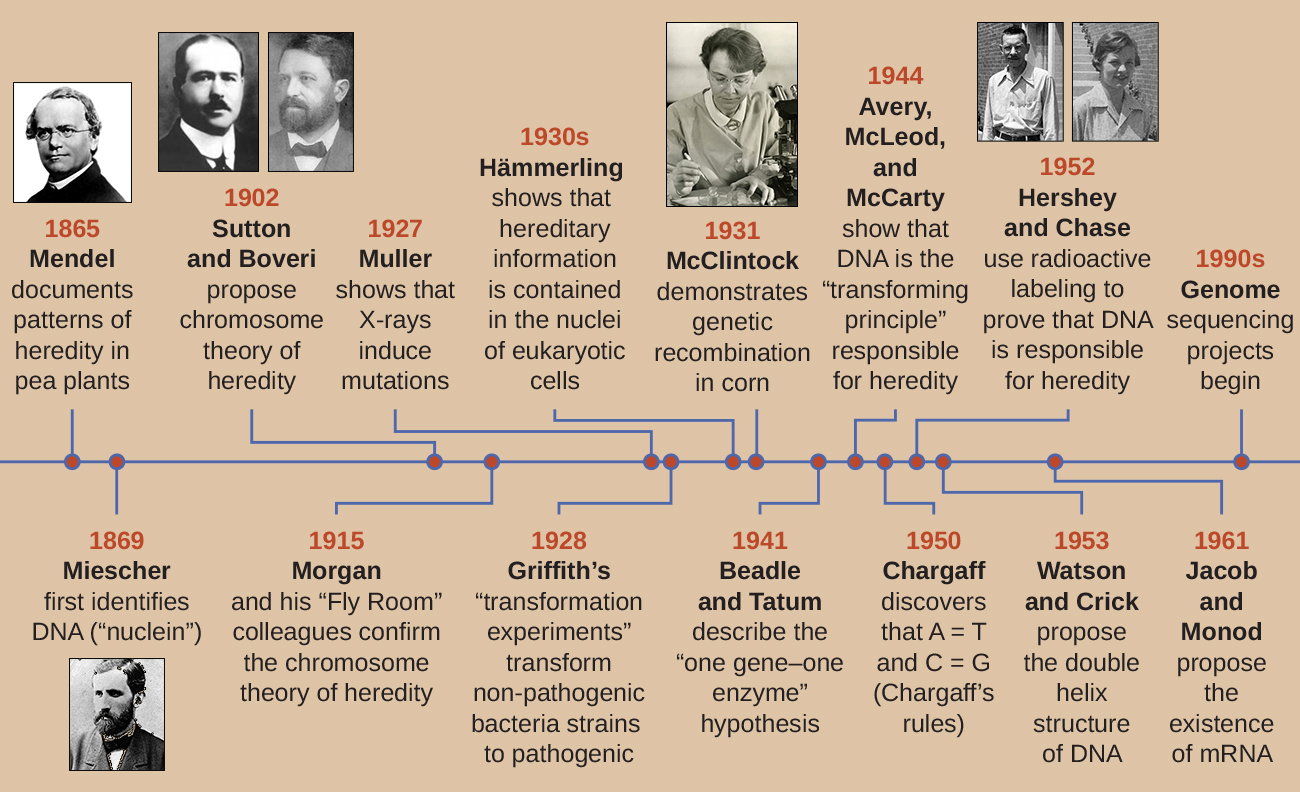 A timeline. 1865: Mendel documents patters of heredity in pea plants. 1869L Miescher first identifies DNA (“nuclein”). 1902: Sutton and Boveri propose chromosome theory of heredity. 1915: Morgan and his “Fly Room” colleagues confirm the chromosome theory of heredity. 1927: Muller shows that X-rays induce mutation. 1928: Griffith’s “transformation experiments” transform non-pathogenic bacterial strains to pathogenic. 1930’s: Mammerling shows that hereditary information is contained in the nuclei of eukaryotic cells. 1930: McClintock demonstrates genetic recombination in corn. 1941: Beadle and Tatum describe the “one gen-one enzyme” hypothesis. 1944: Avery, McLeod, and McCarty show that DNA is the “transforming principle” responsible for heredity. 1950: Chargaff discovers that A=T and C=G (Chargaff’s rules). 1952: Hershey and Chase use radioactive labeling to prove that DNA is responsible for heredity. 1953: Watson and Crick propose the double helix structure of DNA. 1961: Jacob and Monod propose the existence of mRNA. 1990’s: Genome sequence projects begin.