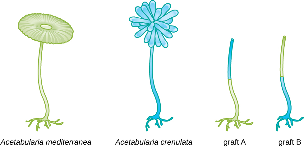 A diagram showing a. mediterranea and A. crenulata. Graft A is of the foot of A. mediterranea and the upper stalk of A. crenulata. Graft B is of the foot of A. crenulata and the upper stalk of A. mediterranea.