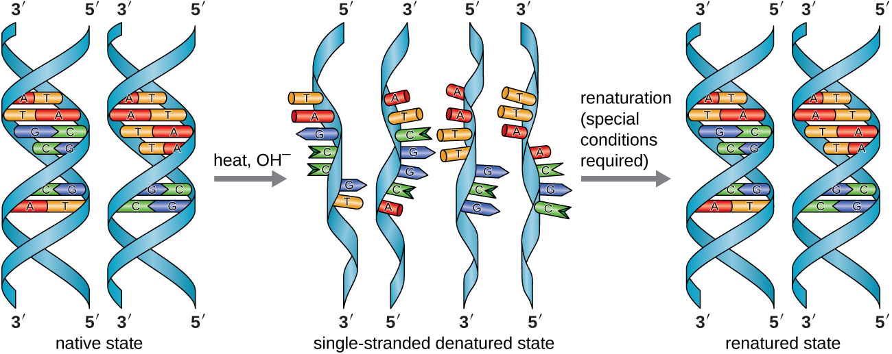 Native states are like a twisted ladder. The rungs of the ladder are made from a base of one strand attached to the base of the other strand. Heat and chemicals can denature these strands. When this happens, the DNA is single stranded – it is a long ribbon with short projections along its length. Renaturation, which requires special conditions, returns the DNA to the double helix state (renatured state).