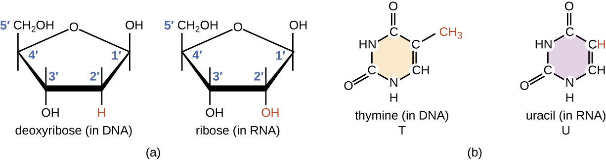 a) michoro ya ribose (katika RNA) na deoxyribose (katika DNA). Wote wana sura ya pentagon na Oksijeni kwenye sehemu ya juu ya pentagon. Wote wana OH kwenye kaboni 1 na 3 na CH2OH kwenye kaboni 4 (kaboni hii ya mwisho ni kaboni 5). Tofauti ni kwamba ribose ina OH katika kaboni 2 na deoxyribose ina H katika kaboni 2. B) michoro ya thymine (T katika DNA) na Uracil (U katika RNA). Wote wawili wana pete moja ya hexagon iliyo na kaboni na nitrojeni. Wote wawili wana O mara mbili amefungwa katika kaboni ya juu, na chini kushoto kaboni. Tofauti ni kwamba kaboni ya juu ya kulia ina H katika uracil na CH3 katika thymine.