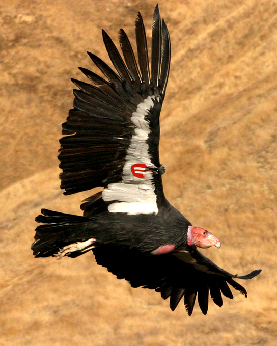 A foto mostra um condor da Califórnia em voo com uma etiqueta na asa.