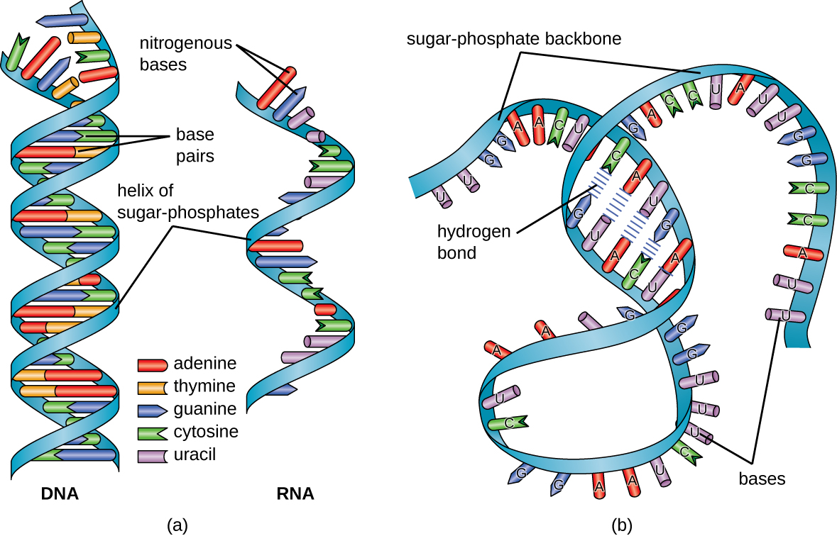 a) A diagram of DNA and RNA. DNA has the double helix shape with the helix of sugar-phosphates on the outside and the base pairs on the inside. RNA has a single helix of sugar-phosphates with nitrogenous bases along the length of the helix. B) A diagram showing RNA folding upon itself. The bases attached to the sugar-phosphate backbone can form hydrogen bonds if there are stretches of complimentary bases at some distance from each other on the long strand. Other regions do not have these hydrogen bonds.