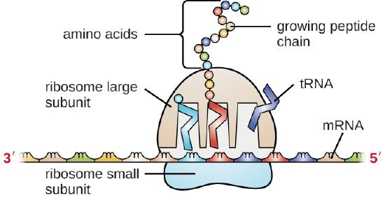 A diagram showing mRNA as a long strand with sets of 3 letters grouped; the left of the mRNA is labeled 3-prime, the right is labeled 5-prime. An oval labeled ribosome small subunit sits under the mRNA and spans 3 of the 3-letter groups. A larger dome (labeled ribosome large subunit) sits on top of the mRNA at this same region. The large subunit has 3 gaps where rectangles labeled tRNA sit. These rectangles each sit on a group of 3-letters on the mRNA at one end and contain an amino acid on the other end. The tRNA on the left has a single amino acid. The tRNA in the middle has a growing pepetide chain of many amino acids. The tRNA on the right as no amino acids and is leaving the ribosome.